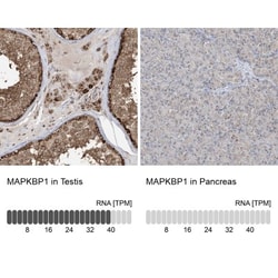 MAPKBP1 Antibody, Novus Biologicals 0.1mL; Unlabeled:Antibodies, Polyclonal